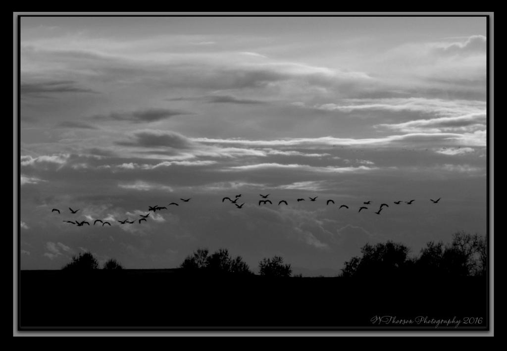 Birds B&W 4-29-2016.jpg