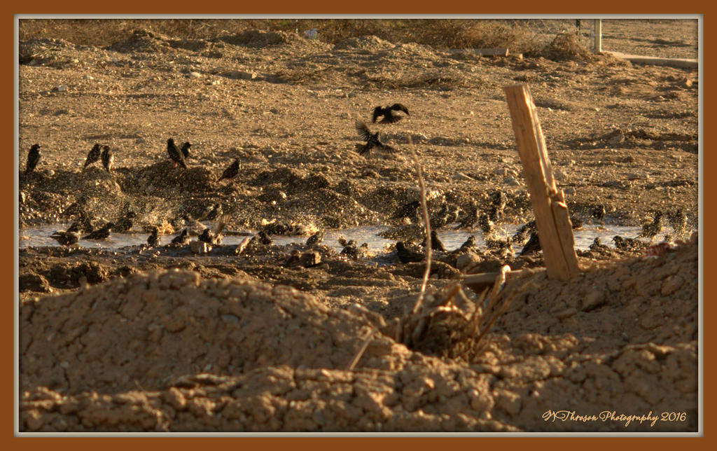 Birds Bathing in a Mud Puddle  2-29-2016.jpg