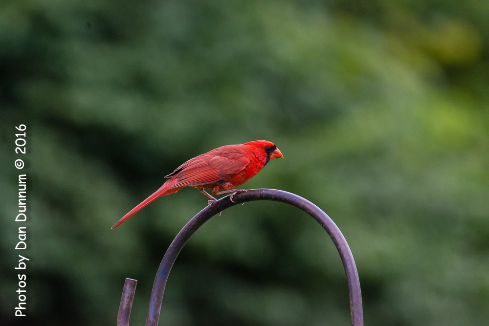 Birds before the storm-0485-Edit.jpg