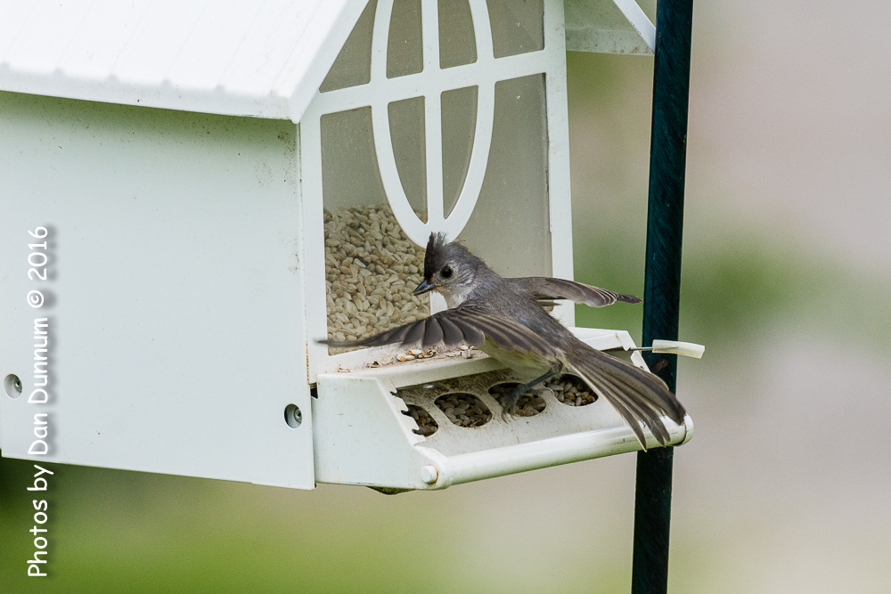 Birds before the storm-0506-Edit.jpg