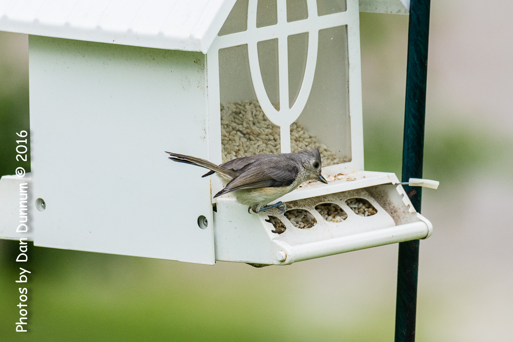 Birds before the storm-0509-Edit.jpg