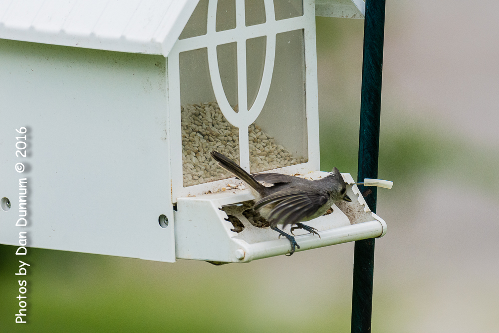 Birds before the storm-0510-Edit.jpg