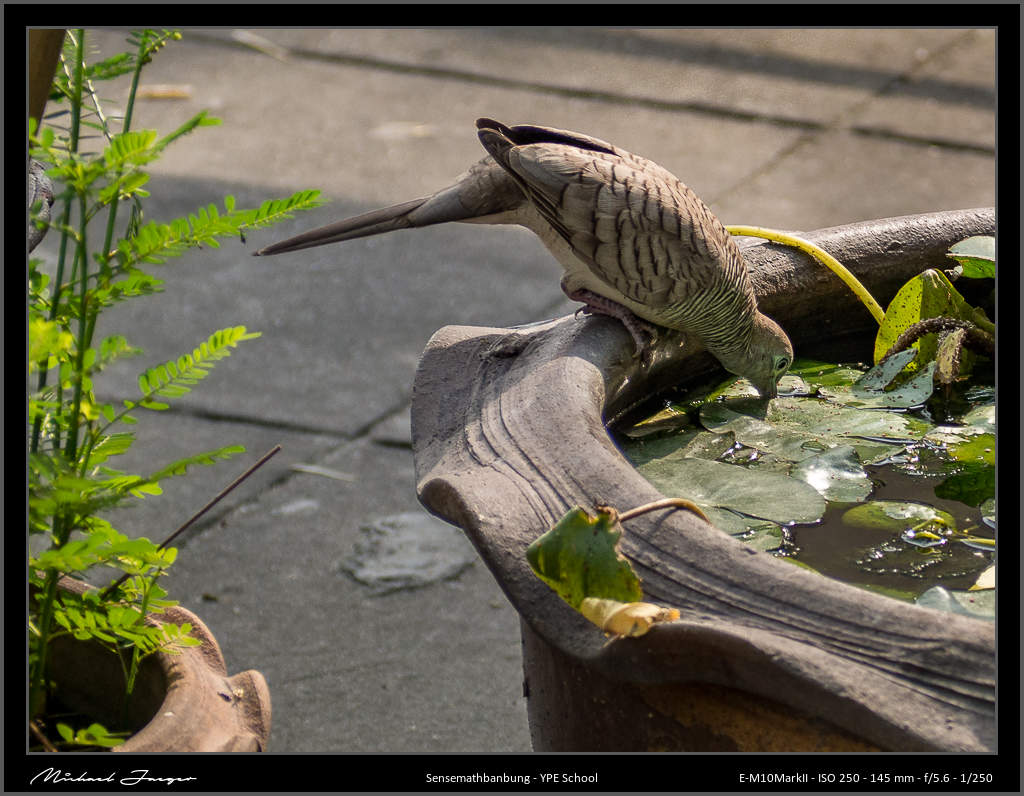 birds-drinking-morning-1.jpg