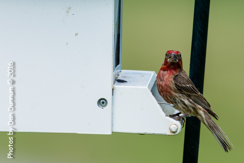Birds from the Porch-9370.jpg