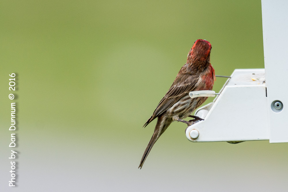 Birds from the Porch-9373.jpg