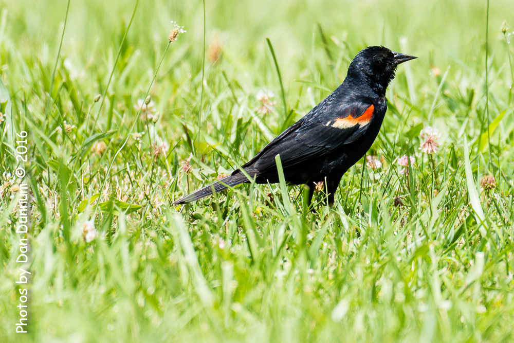 Birds from the Porch-9375.jpg