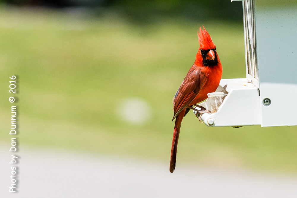 Birds from the Porch-9383.jpg