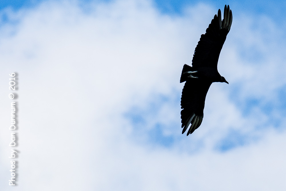 Birds from the Porch-9395.jpg