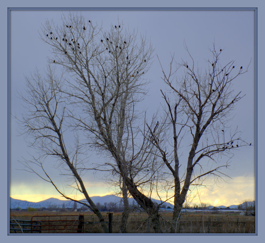 Birds in a Tree 3-14-2016.jpg