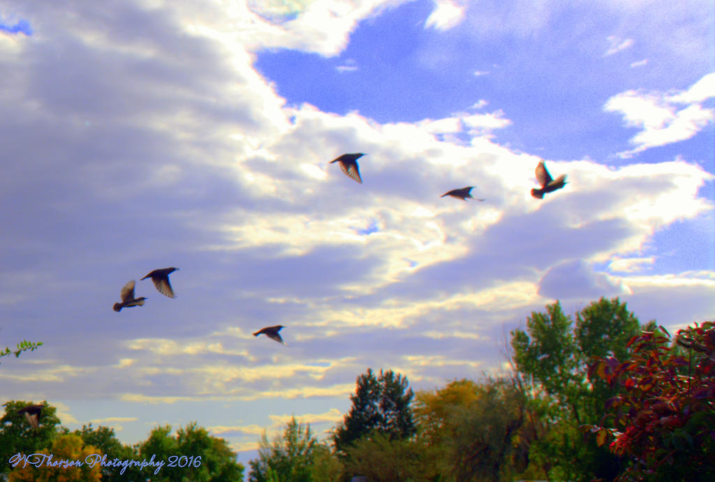 Birds in Flight 10-3-2016.jpg