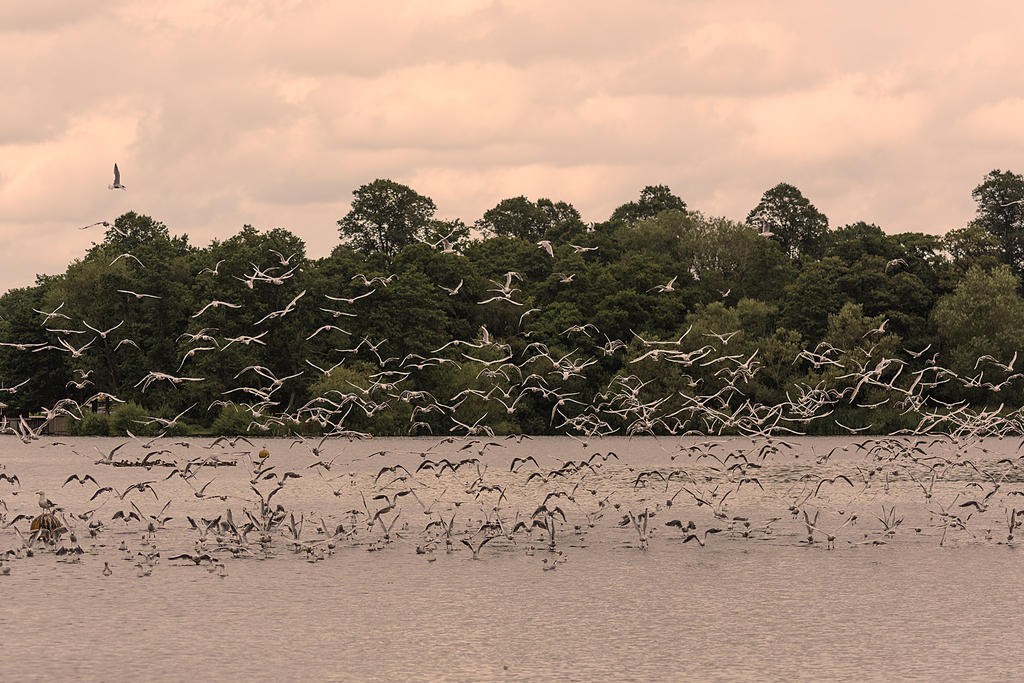 Birds-in-Flight.jpg