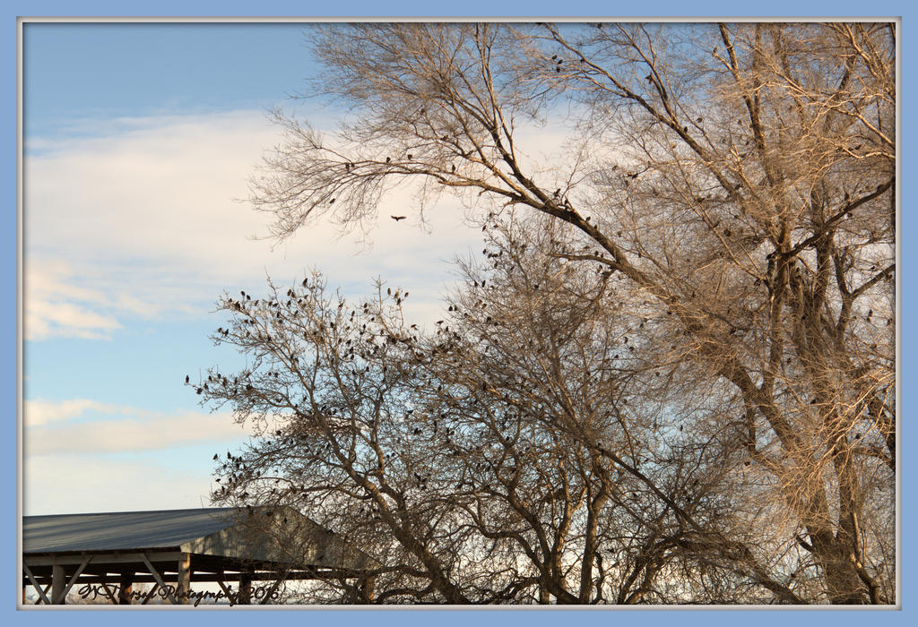 Birds in in a Tree 2-29-2016.jpg