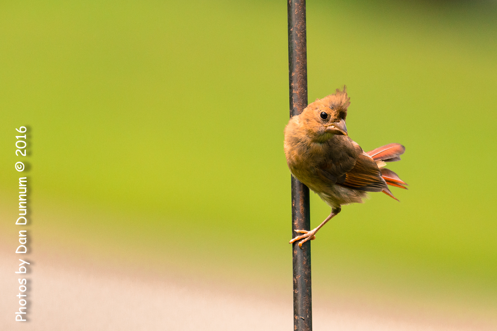 Birds in the Rain-1376-1.jpg