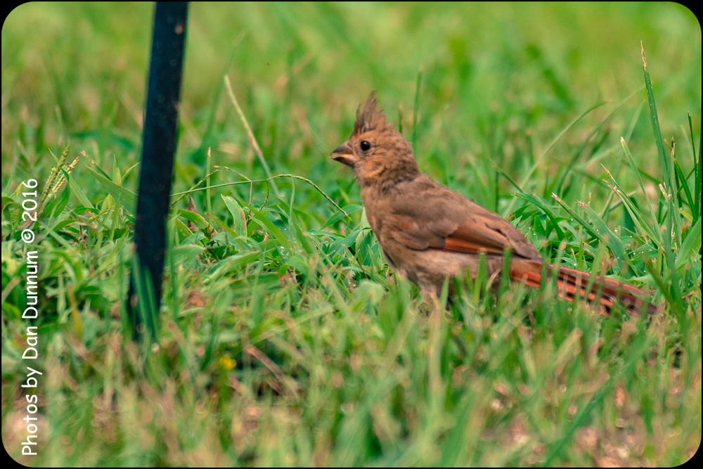 Birds in the Rain-1410-4.jpg