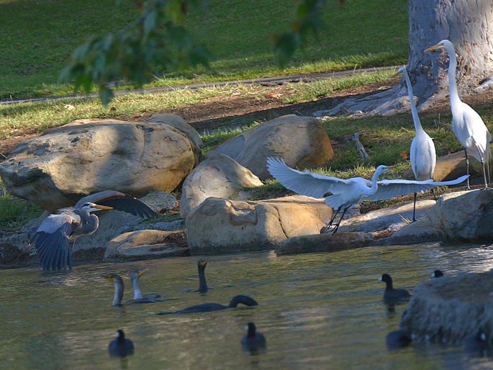 Birds.jpg