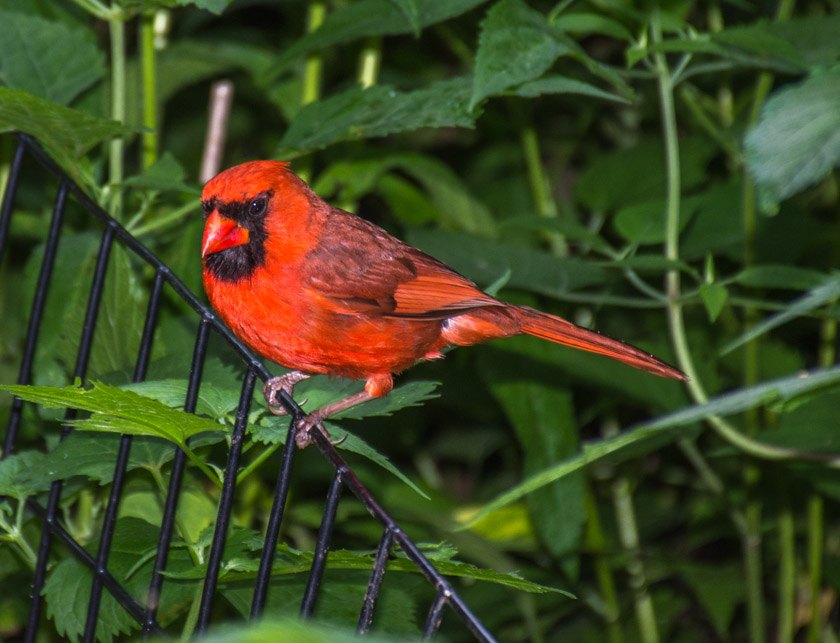 Birds.jpg