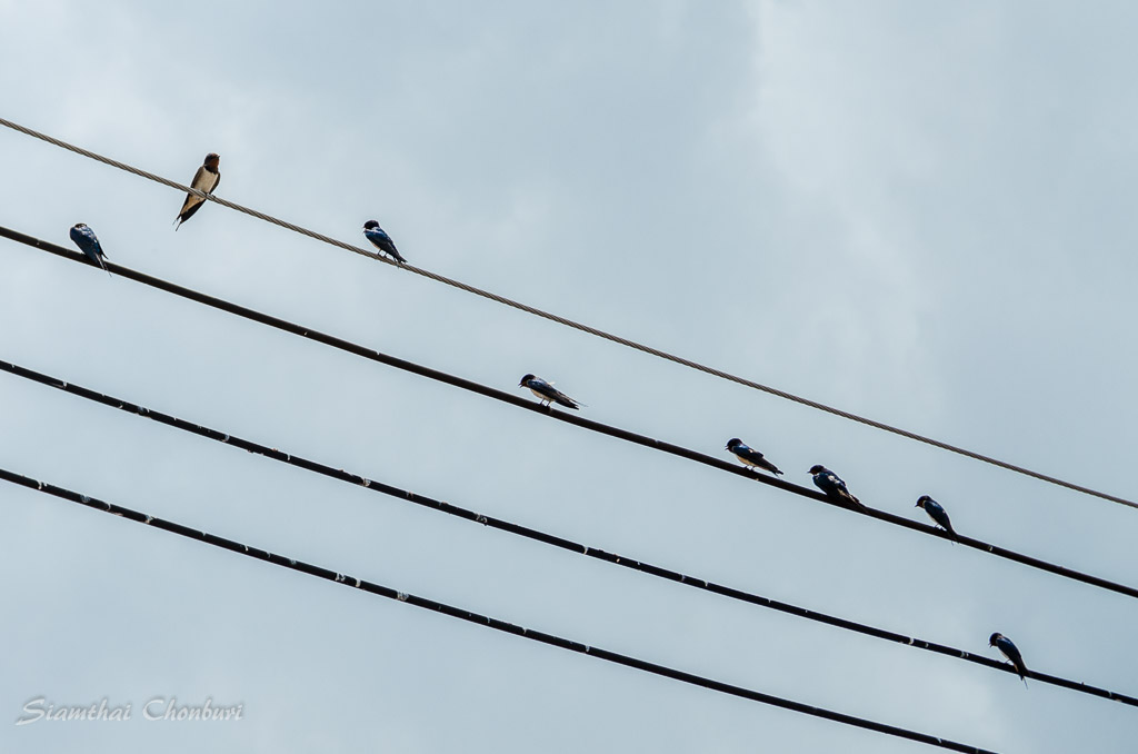 birds-on-power-line-1.jpg