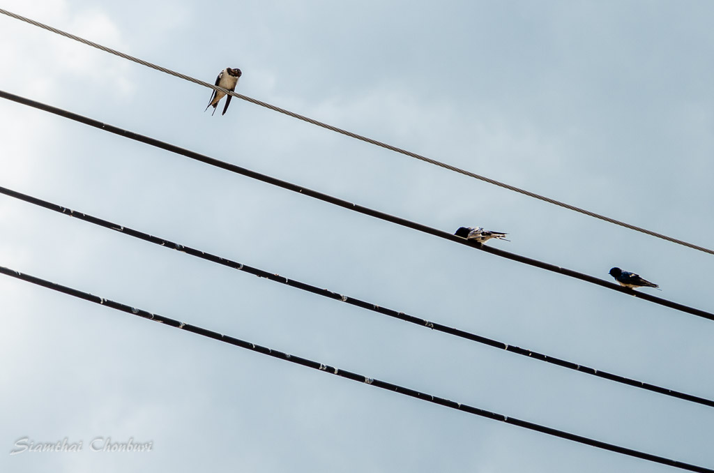 birds-on-power-line-2.jpg