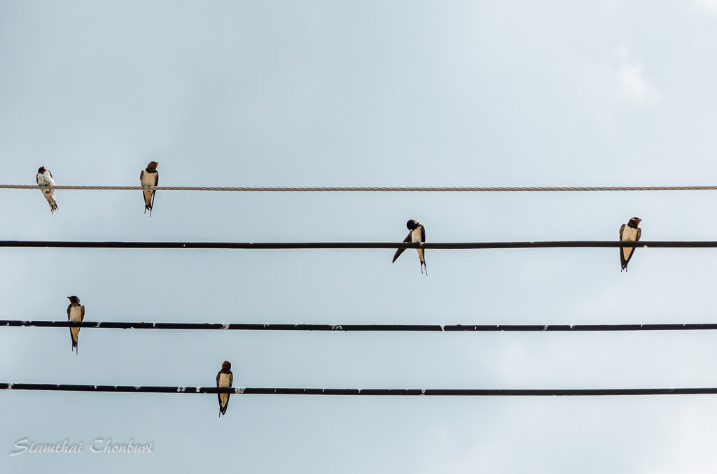 birds-on-power-line-3.jpg