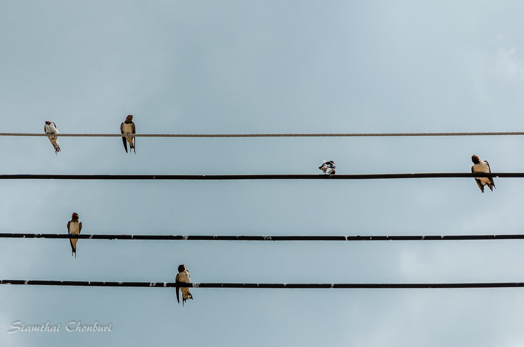 birds-on-power-line-4.jpg