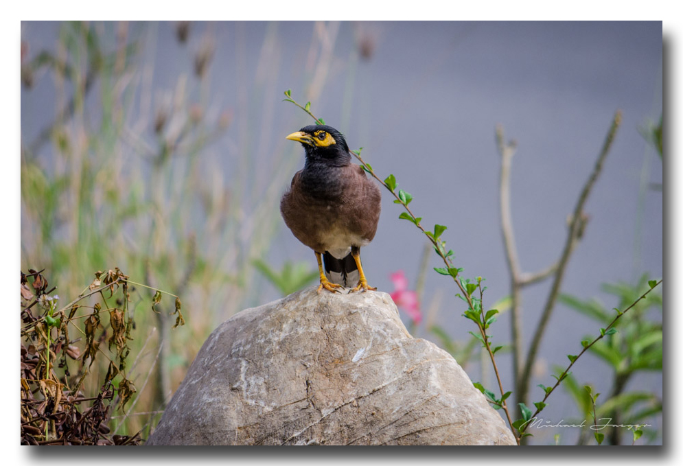 birds-park-ype-banbung (1).jpg