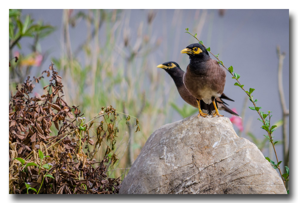 birds-park-ype-banbung (2).jpg