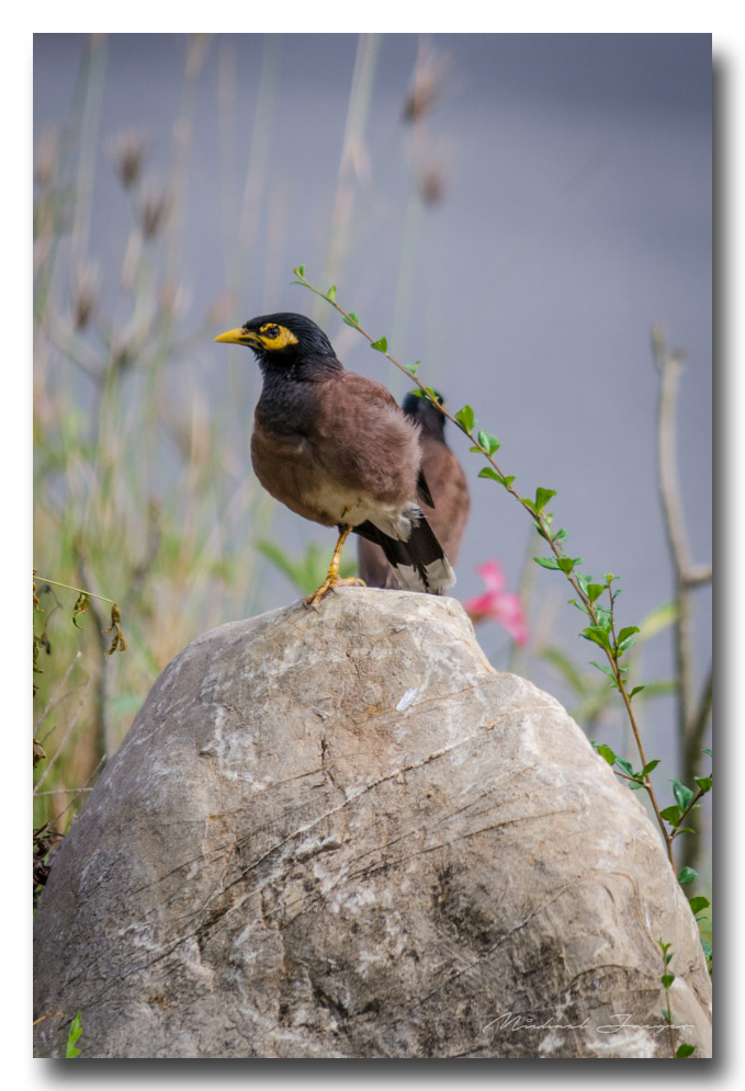 birds-park-ype-banbung (3).jpg