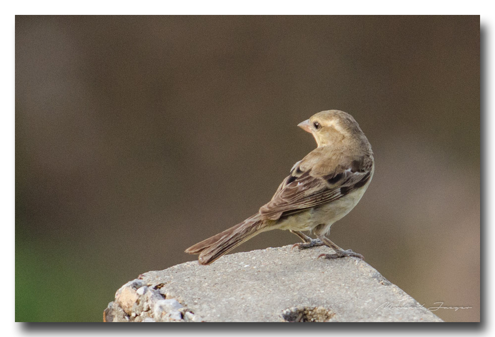 birds-power-line-ype-banbung (1).jpg