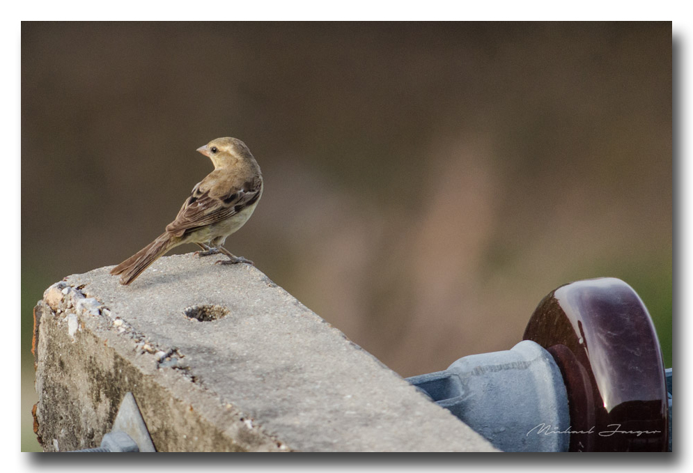 birds-power-line-ype-banbung (2).jpg
