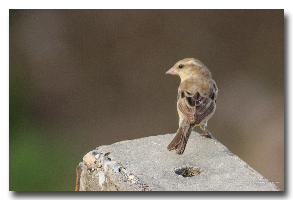 birds-power-line-ype-banbung (3).jpg