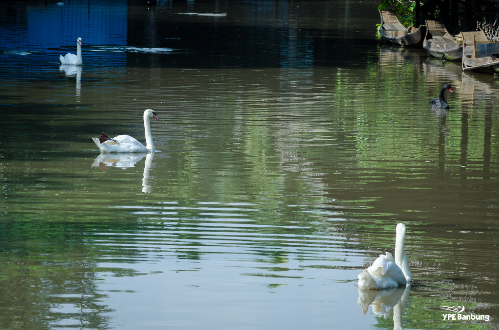 birds-swimming-1.jpg