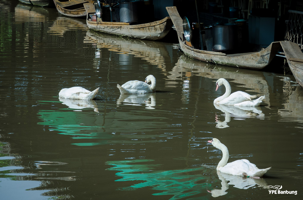 birds-swimming-2.jpg
