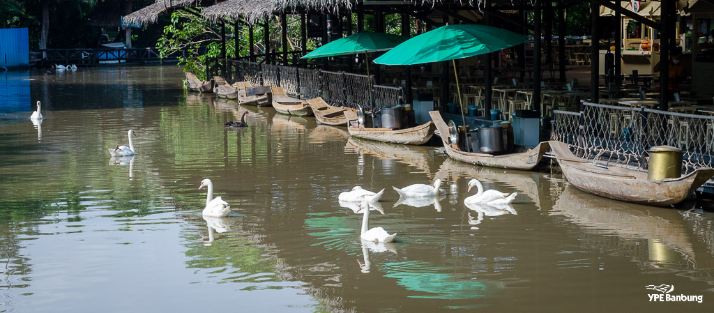 birds-swimming-3.jpg