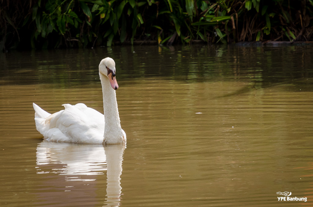 birds-swimming-4.jpg
