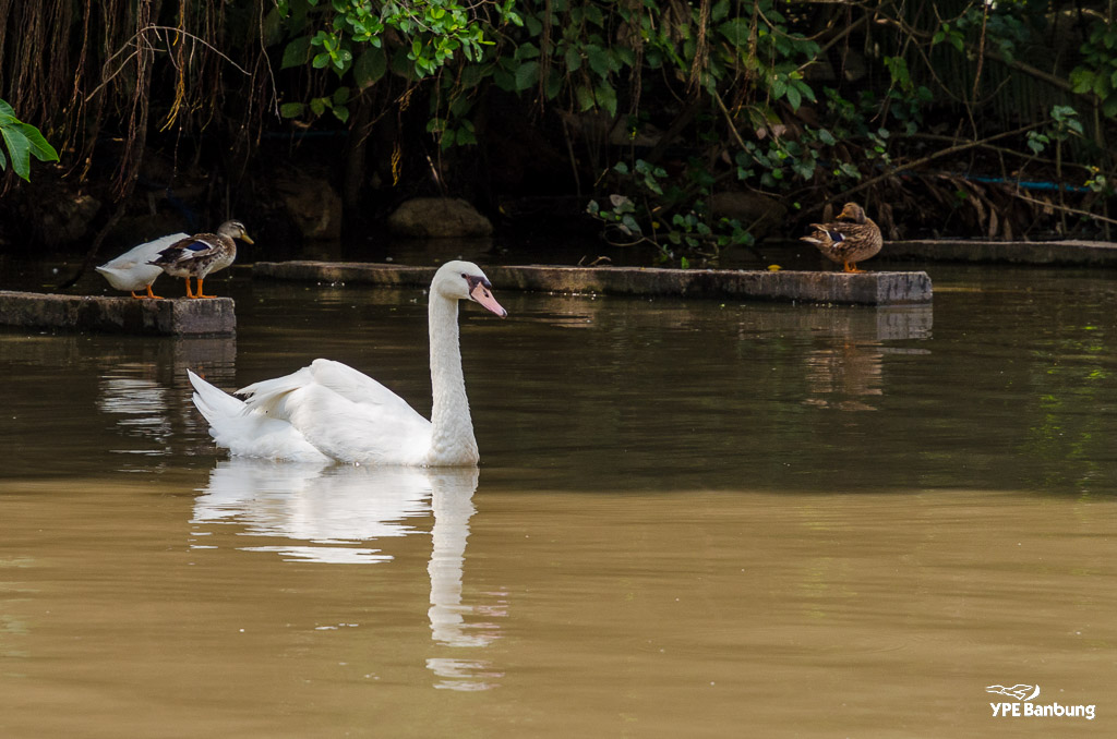 birds-swimming-5.jpg