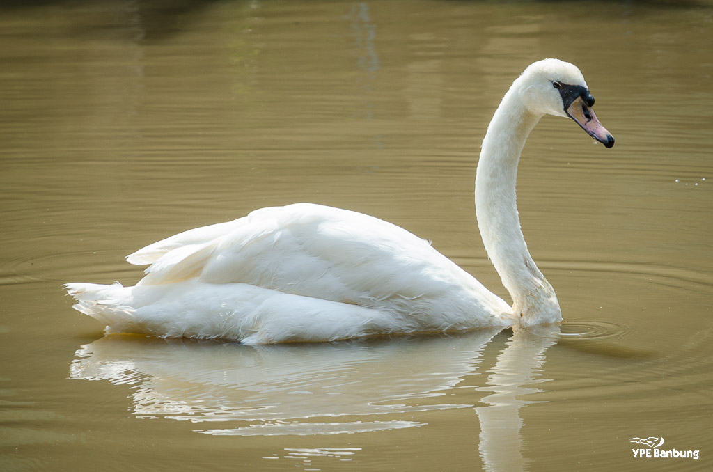 birds-swimming-6.jpg