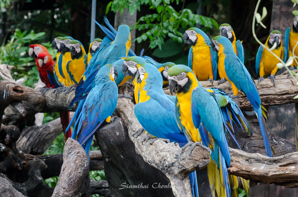 birds3-1.jpg