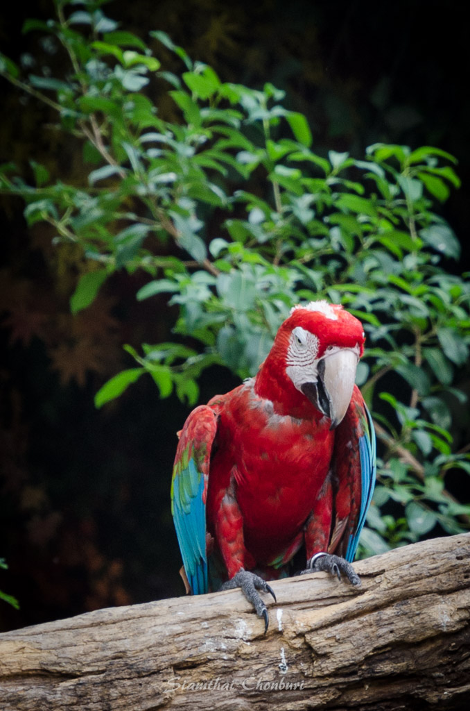 birds3-2.jpg
