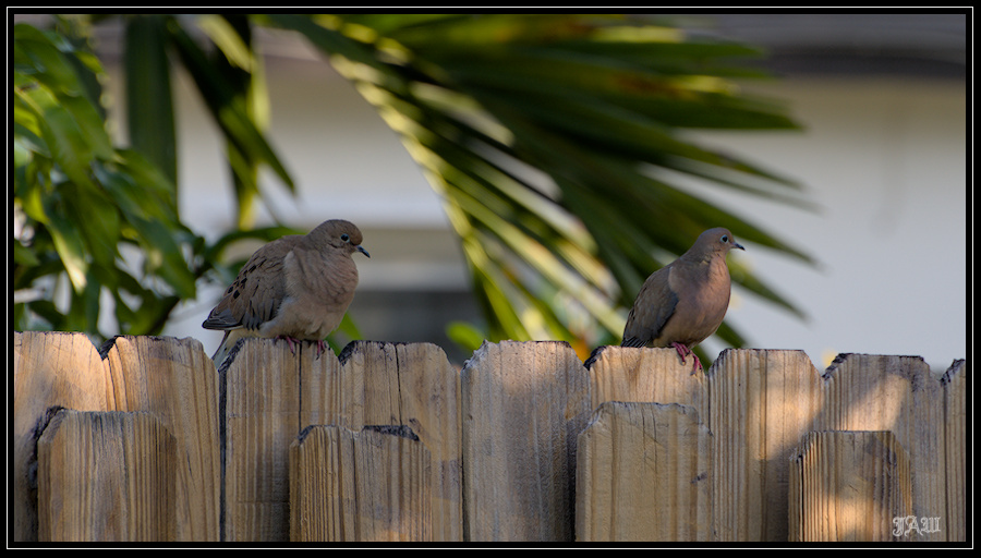 Birds_71D_7822.jpg