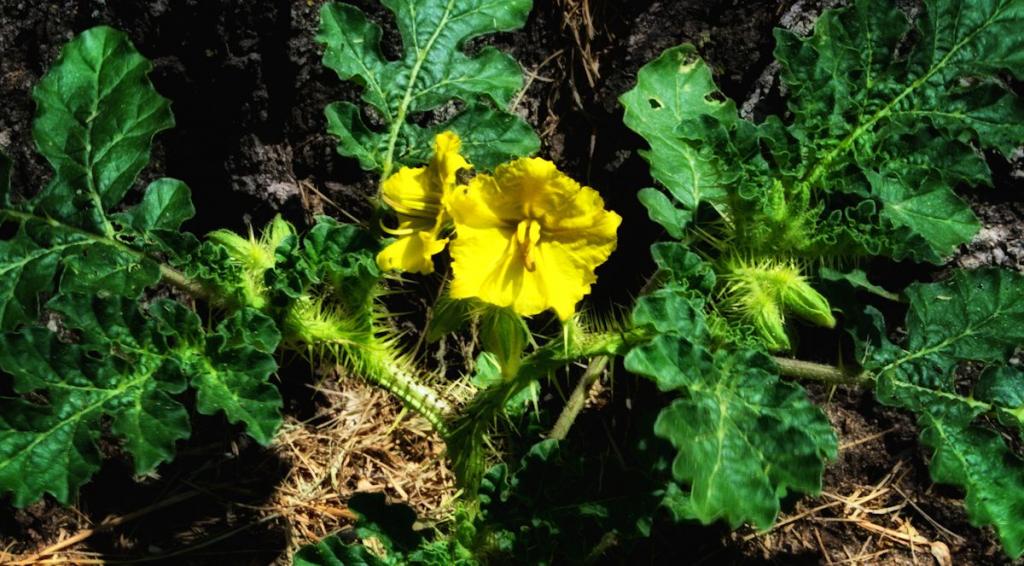 birdseed flower.jpg