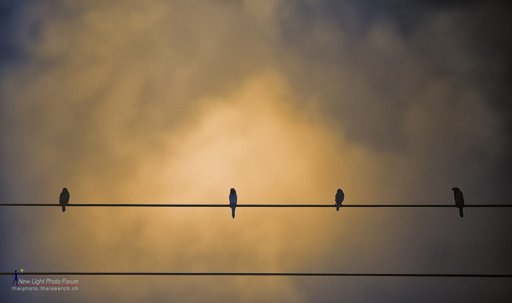 birdset-1.jpg