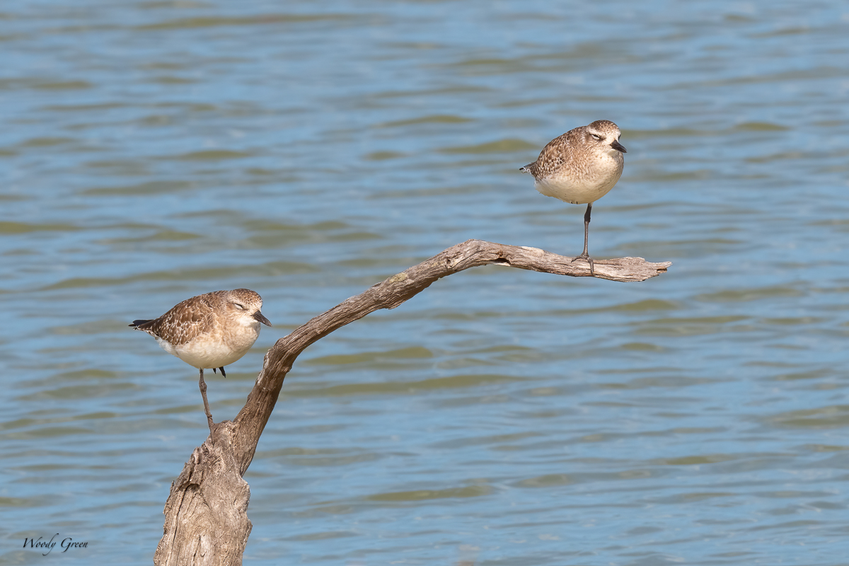 BirdsOnAStick-615.jpg