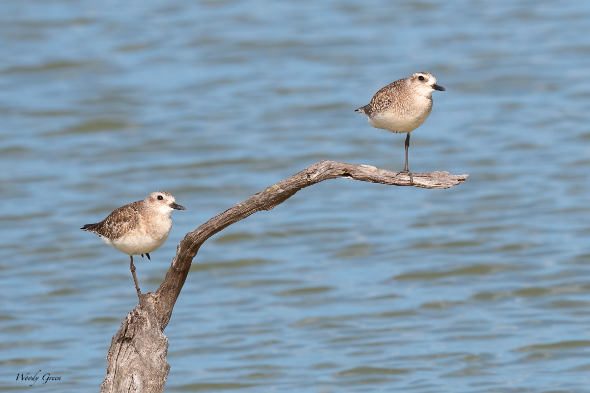 BirdsOnAStick-616.jpg