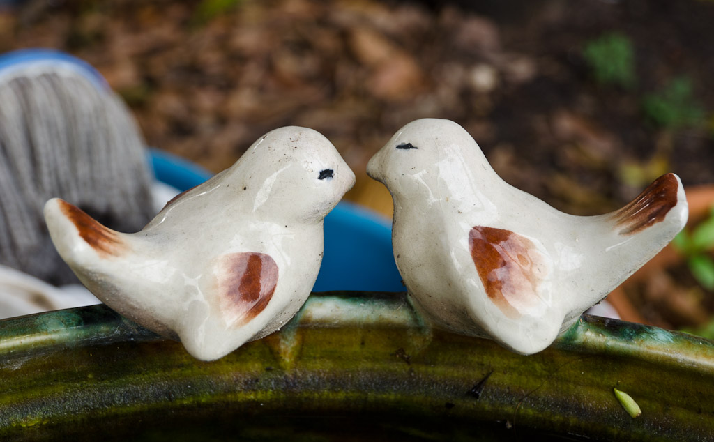birdssit-1.jpg