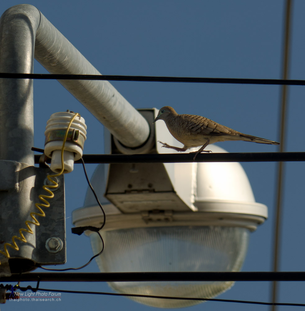 birdwalk.jpg