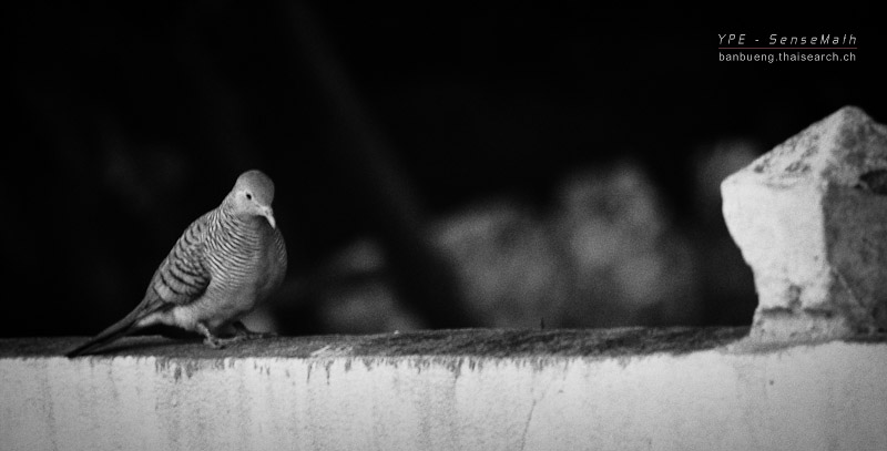 birdwall-1.jpg