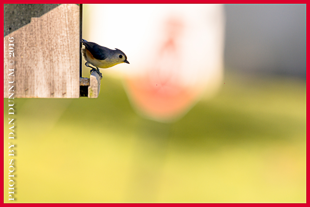 BirdWatching-4457-Edit.jpg