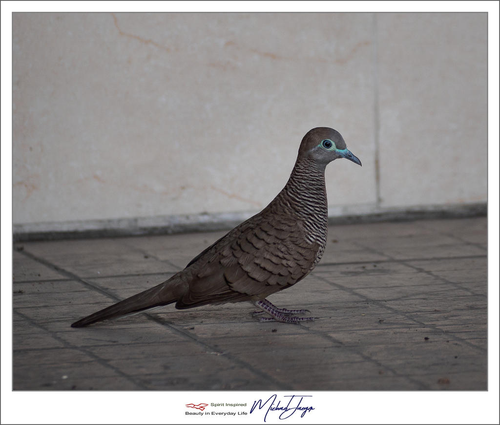 birdy-1.jpg