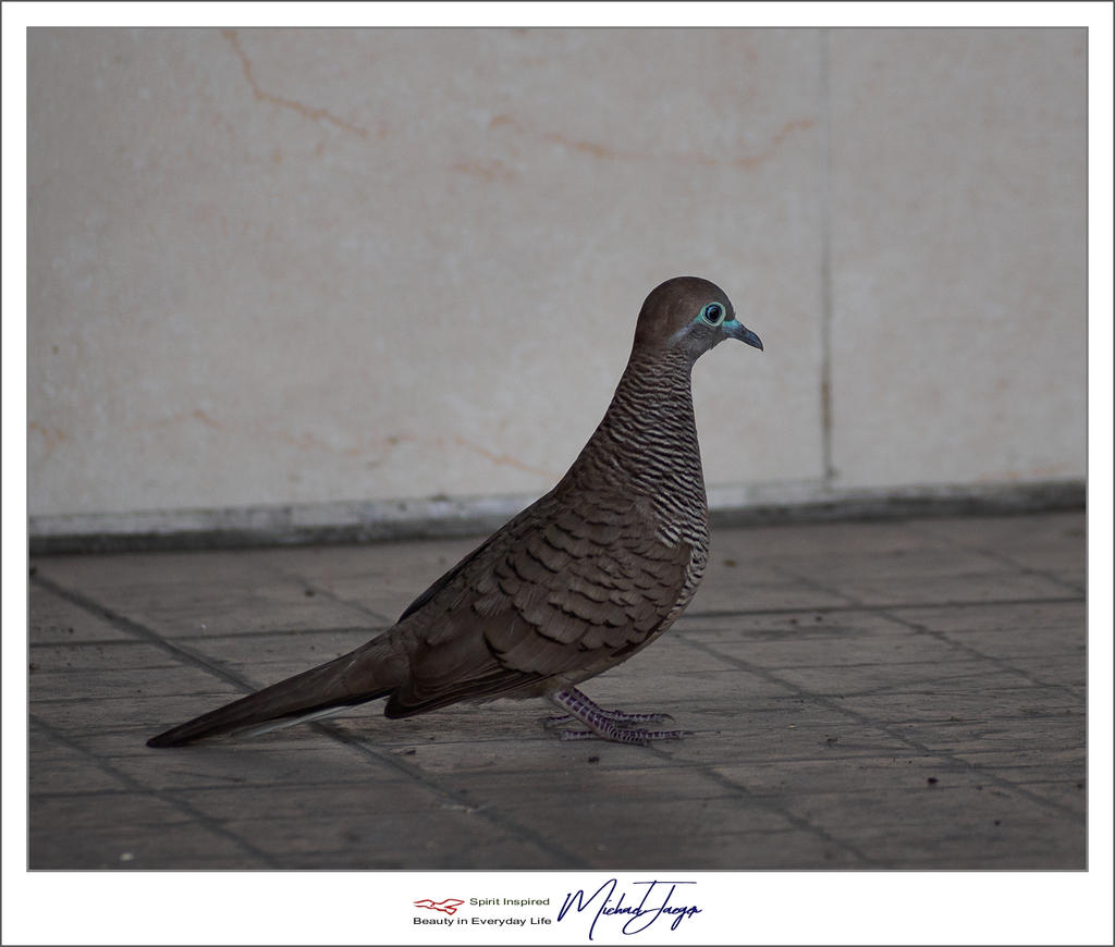 birdy-2.jpg