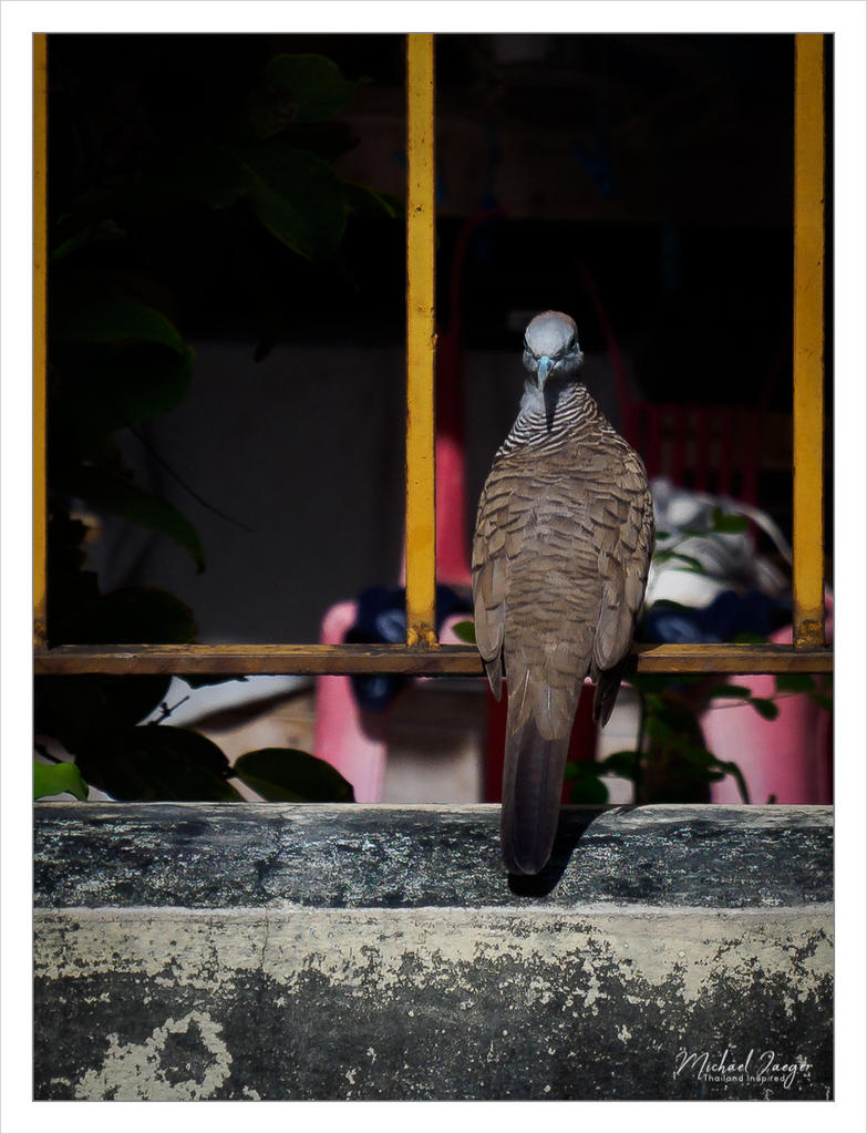 birdy-2.jpg